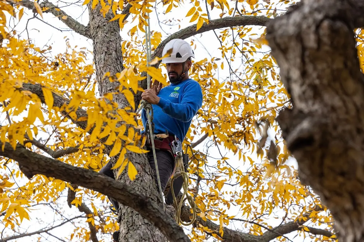 Skilled Tree Planting crew working in Elmsford
