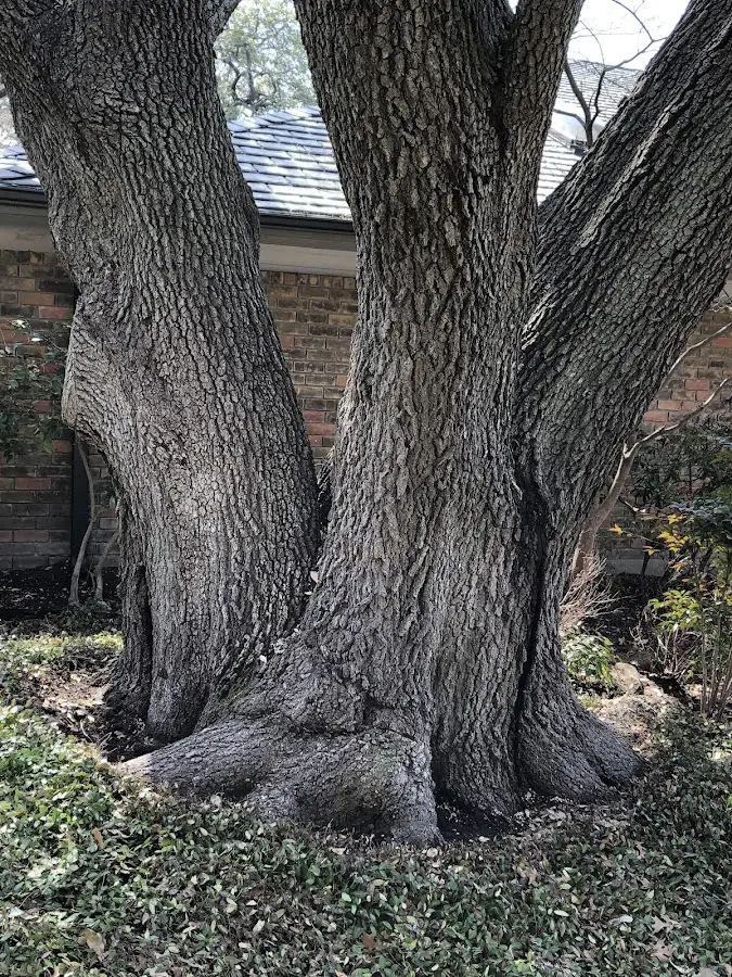 Mature heritage tree close to a Elmsford property cared for by certified arborists